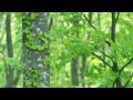 【作業用・勉強用BGM】集中力や忍耐力がつく！癒しのピアノ曲集_森の鼓動編02(１時間30分)