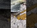 You’ve Never Seen This Before — Fish Laying Thousands of Eggs!| Rare Underwater Nature Moment