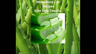 aloe vera barbadensis miller sweet Aloe barbadensis miller 'Aloe Vera' – Snakeroot Botanicals