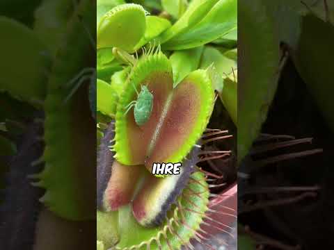 🌱🐍 Diese Venusfliegenfalle