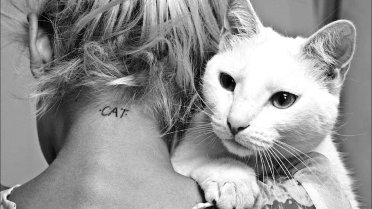 Herr Vogel - Cat's are weird