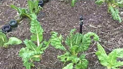 Cool Edible Organic Garden in South Africa