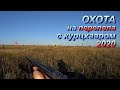 Охота на перепела 2020 с курцхааром