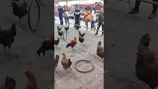 Ring Toss For A Chicken - $1 Per Try