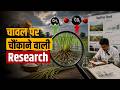 चावल के खेतों पर नई स्टडी में हैरान करने वाला खुलासा ! | Commodity Today