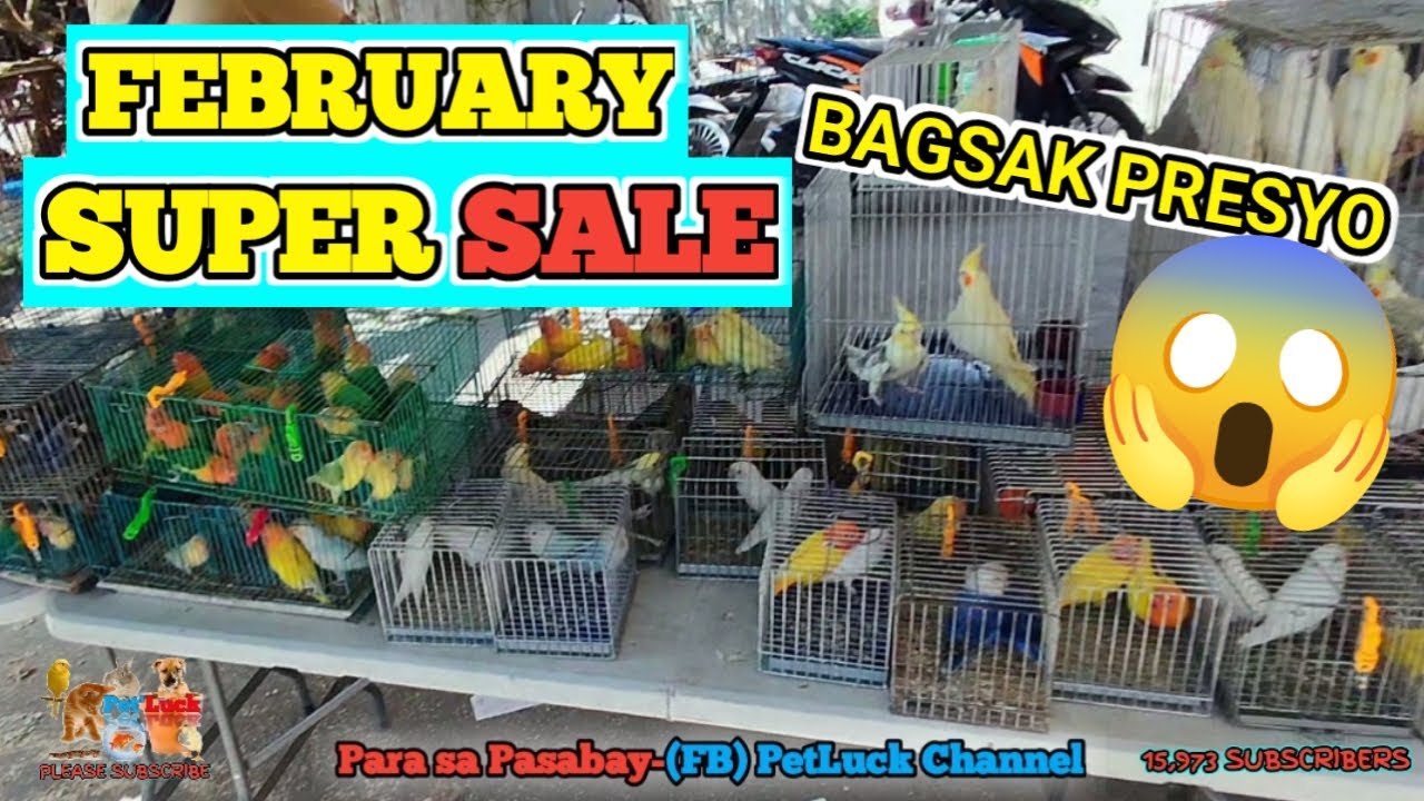 LOVEBIRDS SUPER SALE NANAMAN KAY SIR. MARVIN