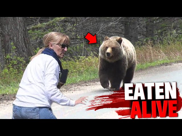 The HORRIFYING Last Minutes of Isabelle Dube EATEN ALIVE By Grizzly Bear! class=