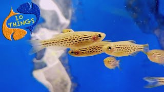 A Bulletproof Fish That Should Be In EVERY Aquarium! 10 Things Danios!