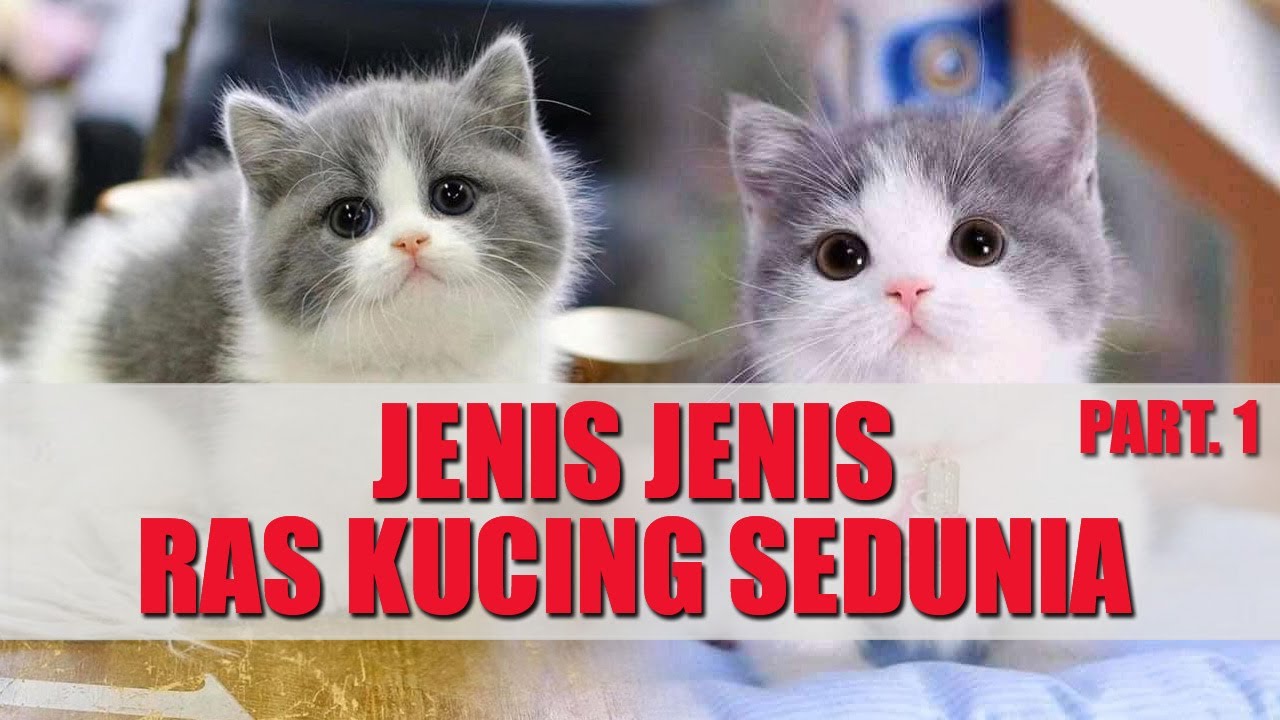 21 Ras Kucing peliharaan #kucinglucu #catcat #kucinganggoralucudanimut ...