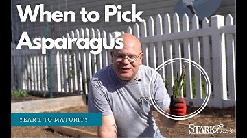 When to Pick Asparagus: Year One to Maturity