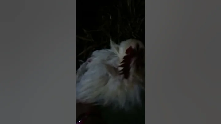 Rooster getting scratched