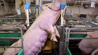 Incredible pig removal &amp; never seen before farming systems. What an outstanding farming technology!