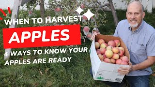 When to Harvest Apples - 4 ways to know when your Apples are ready!