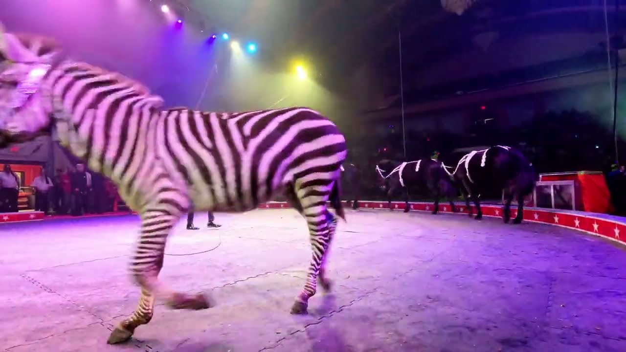 Carden Circus is ALL NEW in 2026.. and it's SPECTACULAR!