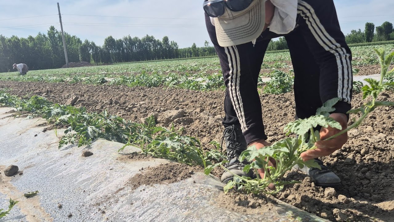 Тарвуз палак тараш   #bobodexqonlar