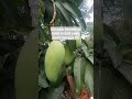 suatu keanehan telah terjadi pada buah pisan ini