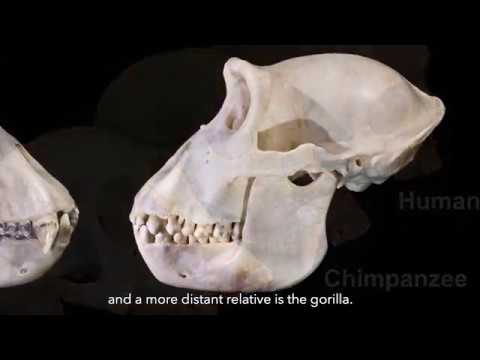 Human Evolution and Migrations on YouTube