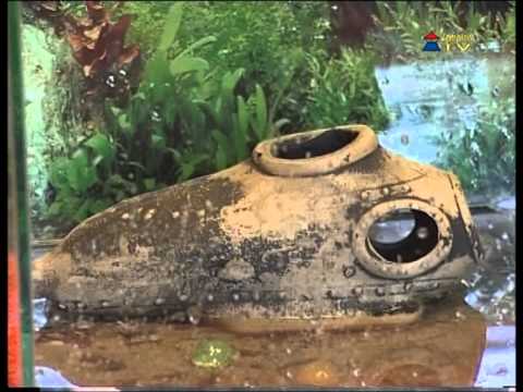 Videó: Akváriumi Gólyák: Karbantartás és Gondozás