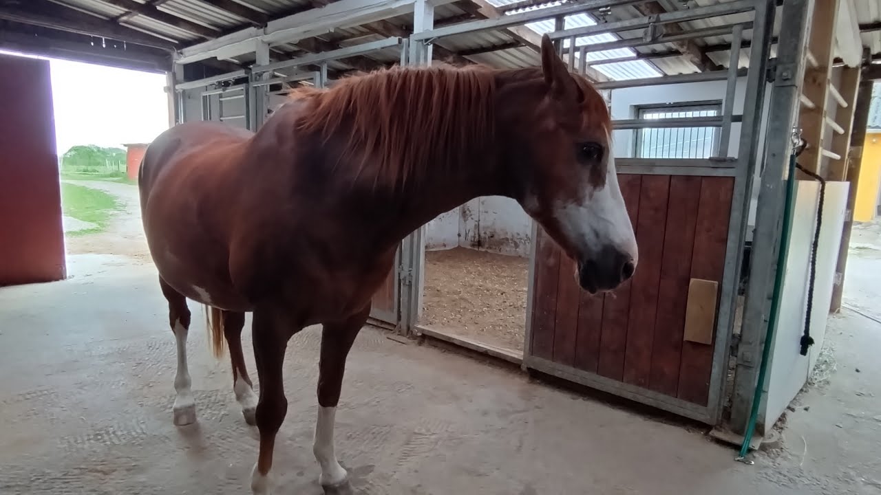 Kom med mig i stalden: Part 1🐎