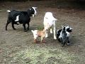 Baby Nigerian Dwarf Goats