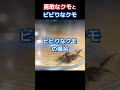 勇敢なクモとビビりなクモの違い #shorts