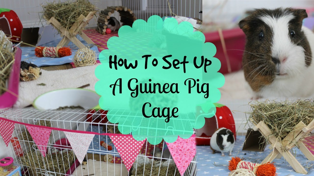 you and me guinea pig cage