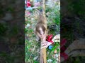 #fypviralシ #cute #monkey #animal #cutemonkey #babymonkey #littlebabymonkey #viralvideo #Short