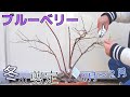 【ブルーベリーの冬剪定】植木鉢３年目2022.12