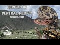 Herping Central Mexico - Rare Vipers, Rattlesnakes, Abronia, and more!