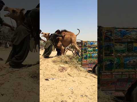 يحاول المالك تحميل جمله الصغير على كتفه في الجزء الخلفي من السيارة