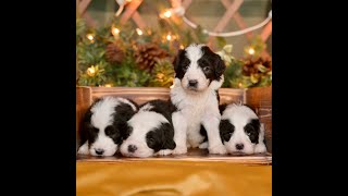 SheepadoodlePup  Meet the boys from our Emma/Oreo litter, born in Novemver 2023!