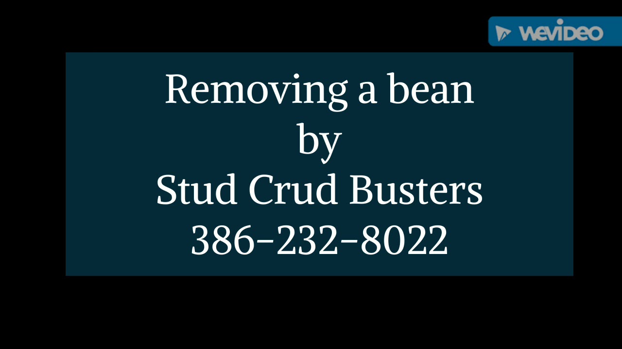 Horse bean removal horse hygiene and cleaning YouTube