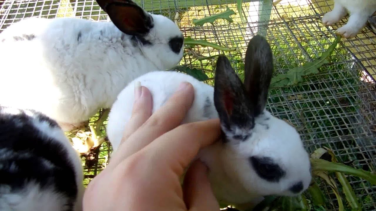 Mini Rex Babies for sale. YouTube