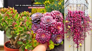 Top 15 Colorful Succulents You Need to Grow