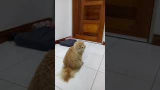 American Bobtail cat meow sound and hunting flying insect