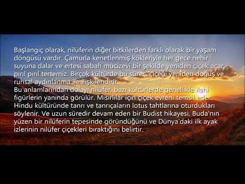 Video: Lotus çiçekleri saflığın ve yaşamın ilahi sembolleridir