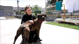 What We Do At SCAR | Second Chance Animal Rescue