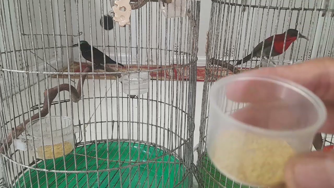 cách khắc phục vô cám chim hút mật 7_8 ngày mà chưa mổ