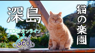 猫の楽園〟佐伯市深島 人と猫の理想の共存を探る【360°VR映像】 | TOS 