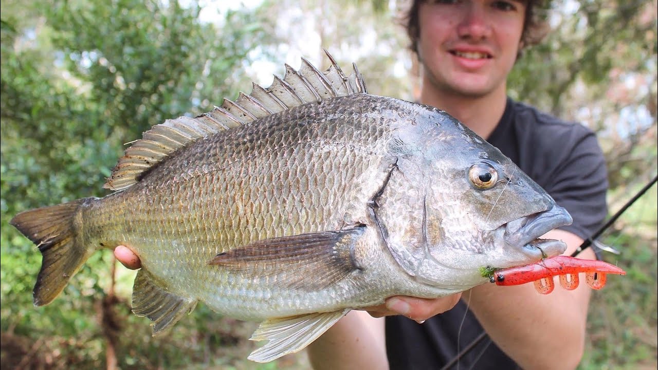 SHALLOW water BREAM on SWIMPRAWN 