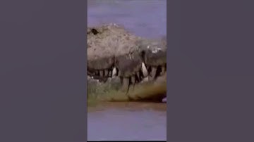 BIGGEST CROCODILE ON EARTH | gustave the nil crocodile #subscribe #animals