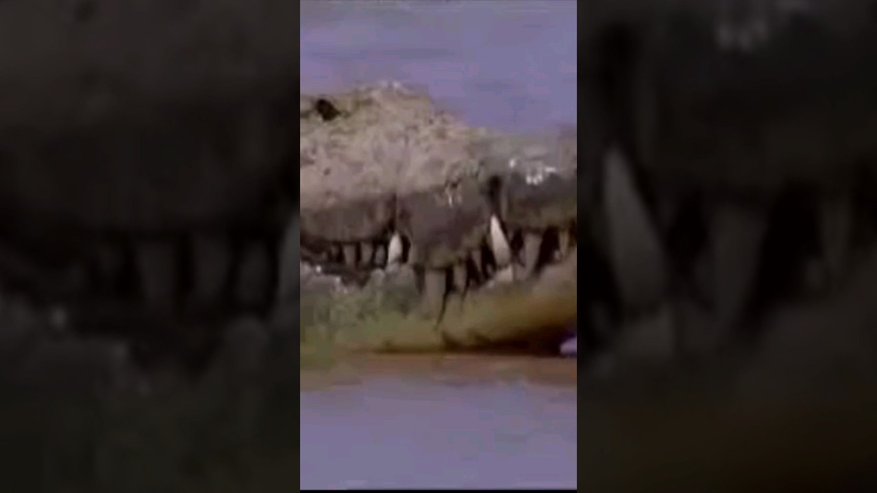Watch BIGGEST CROCODILE ON EARTH | gustave the nil crocodile #subscribe #animals on YouTube Watch BIGGEST CROCODILE ON EARTH | gustave the nil crocodile #subscribe #animals on YouTube