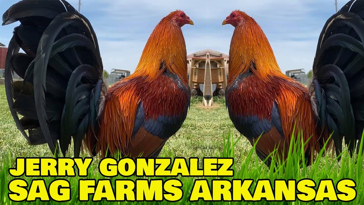Nice Birds Jerry Gonzalez SAG FARMS - Big Farm in Arkansas USA