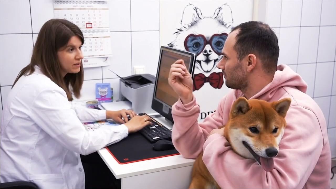 Ветеринарные диеты для кошек и собак от Best Dinner - YouTube