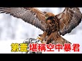 全世界最危險的10種鳥,吃小孩竟只排第二!第壹名可瞬間捏碎頭骨,穩坐“空中霸主”!#动物 #科普 #百科密码