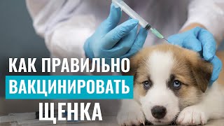 💉ВАКЦИНАЦИЯ 2024: Как подготовить щенка к вакцинации В УСЛОВИЯХ ДЕФИЦИТА проверенных вакцин?