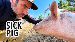 Pig Drama on the Homestead