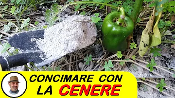 A cosa fa bene la cenere?