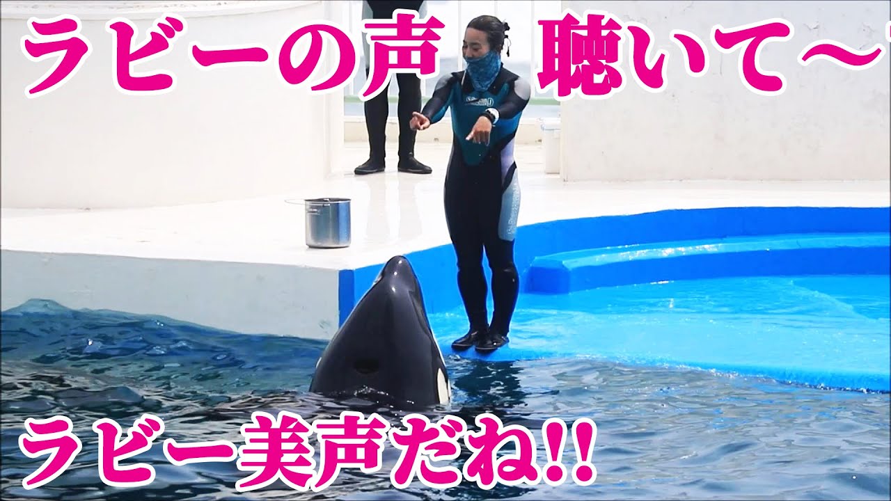 トレーニング中のシャチの鳴き声聴いてみて 鴨川シーワールド シャチショー Kamogawa Seaworld Youtube
