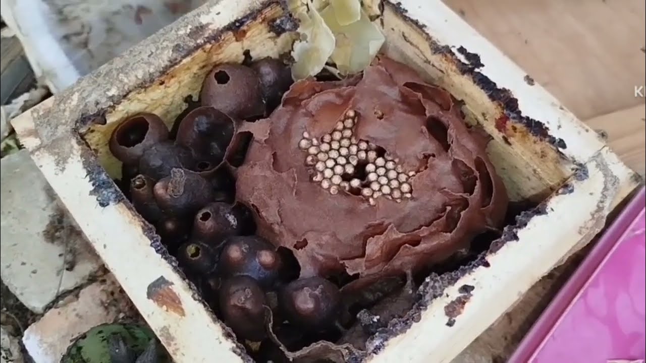 Coloquei SOBRENINHO na colônia de Abelha Mandaçaia